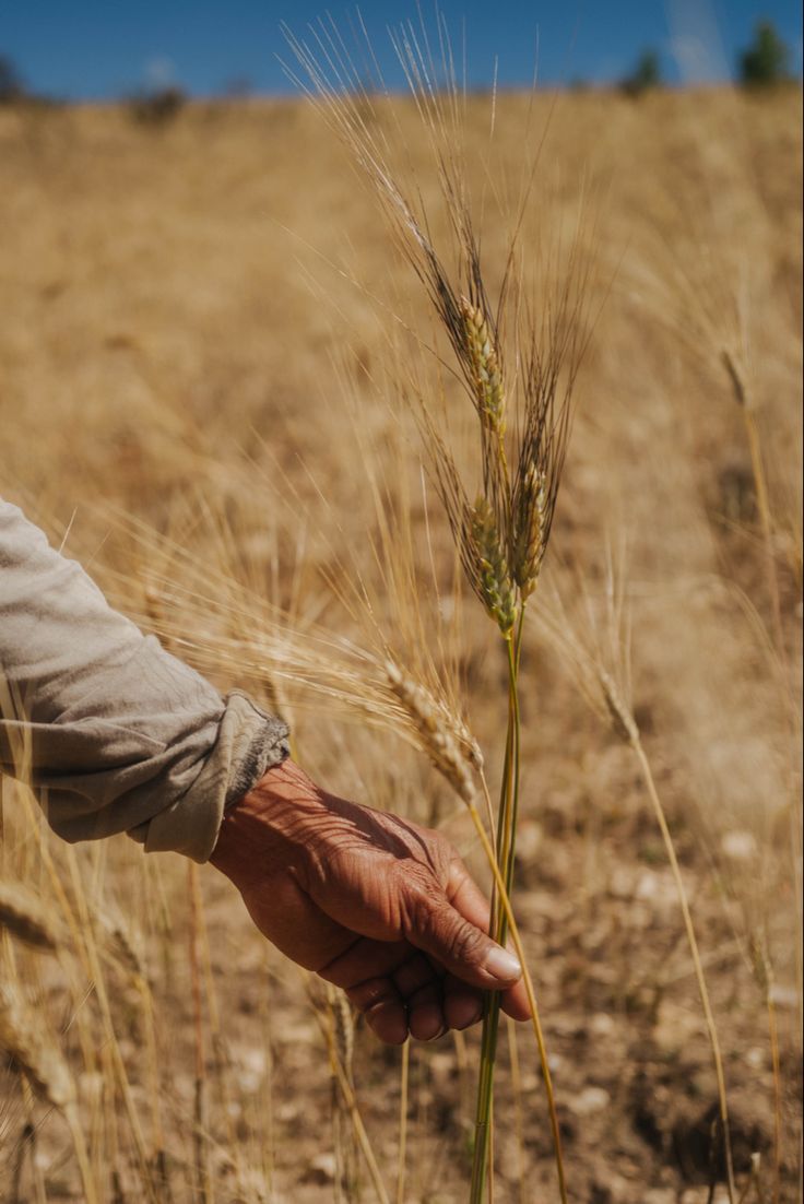 A hand holding a single stalk of wheat in a sunlit field